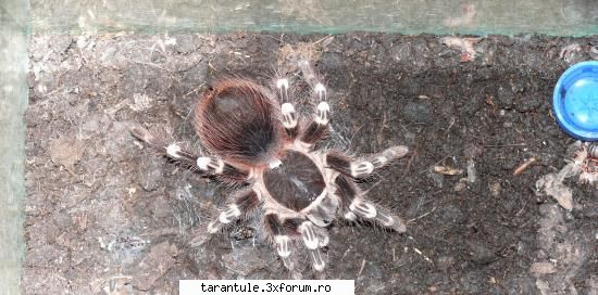 Bun venit tuturor!!! - Ma bucur ca vom avem in sfarsit si noi un forum - TARANTULE - DISCUTII GENERALE
