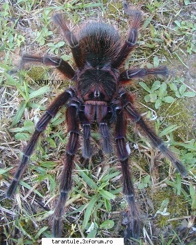 voi nu avetzi aspiratii? uitati-va pe iarta-ma! sunt 850 de specii de tarantule! la naiba,nu va