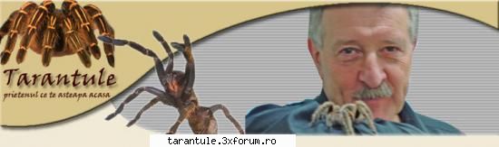 De unde pot cumpara o tarantula ? - isimion - TARANTULE - DISCUTII GENERALE