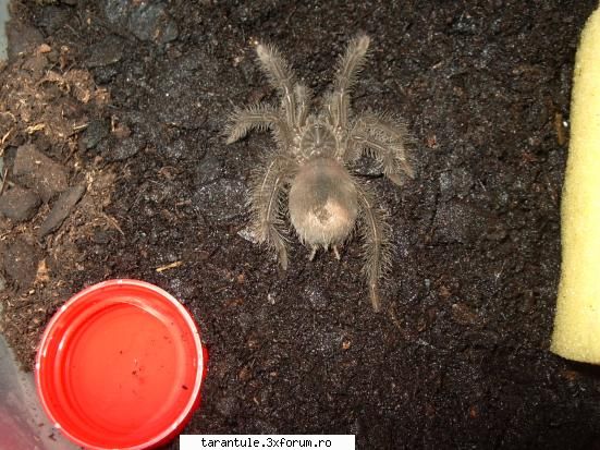 cea mai mare(acum mici, sunt 2 :) ) tarantula din lume,cu cel mai mare poate ajunge la 30 cm - - -