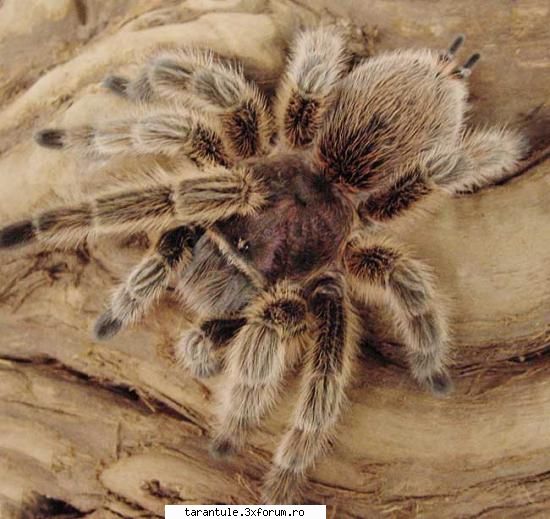 rosea - chilean superbe - aurie cu toracele uimitor de frumos 15 specie este pentru incepatori cat