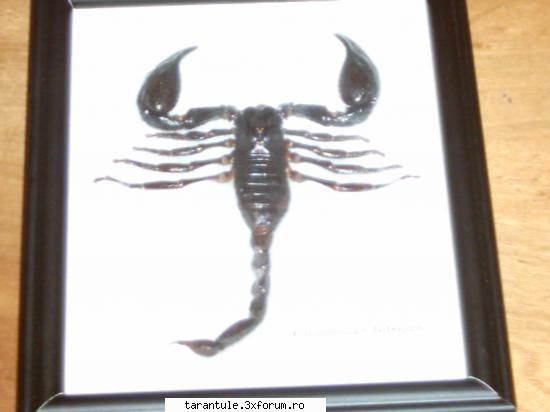scorpionul meu  :rotfl: 
e cel mai tare & nu tr sa-l hranesc  :rotfl: pandinus imperator