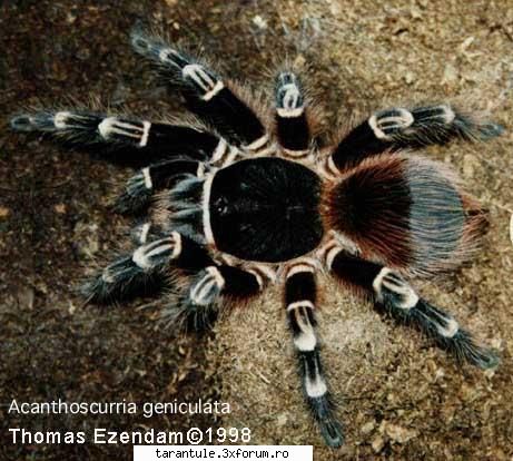 o specie care ramane mik pana la maturitate exista??? help