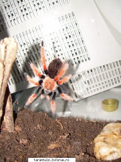 tarantulele mele - asta e ultima achizitie : brachypelma boehmei - TARANTULE - DISCUTII GENERALE