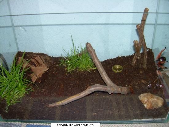 tarantulele mele - si terariul ei amenajat ieri - TARANTULE - DISCUTII GENERALE
