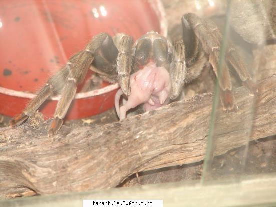 tarantulele mele - SEE THE HORROR... Soarecele era mort inainte - TARANTULE - DISCUTII GENERALE