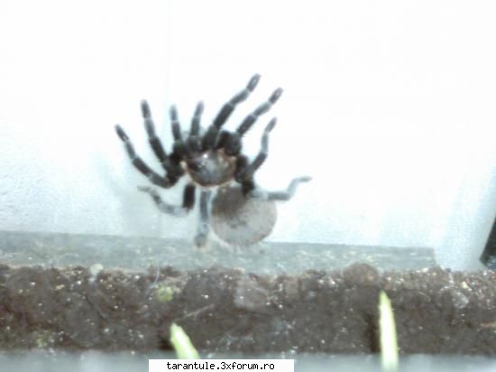tarantulele mele - gratian_666 - TARANTULE - DISCUTII GENERALE