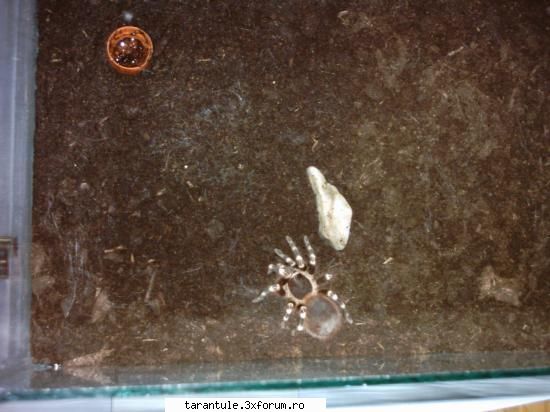 tarantulele mele - gratian_666 - TARANTULE - DISCUTII GENERALE