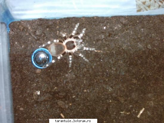 tarantulele mele - ultimul ...insa poate va urma - TARANTULE - DISCUTII GENERALE