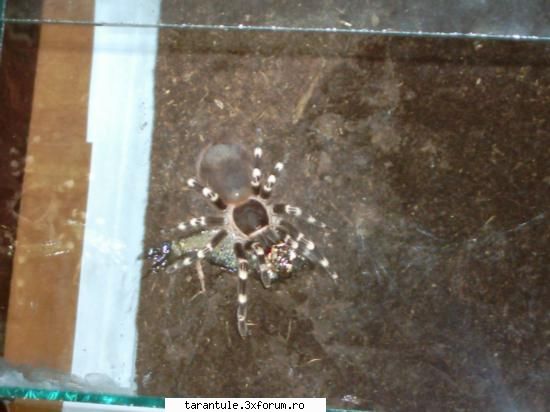 carassius auratus varietatea halitus de geniculata :rotfl: mele