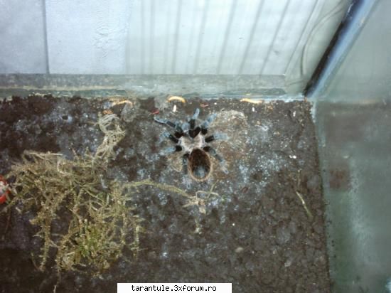 tarantulele mele - una din ale mele voi ce avetzi? - TARANTULE - DISCUTII GENERALE