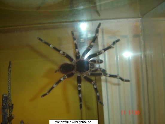 tarantulele mele - asta e geniculata mea - TARANTULE - DISCUTII GENERALE