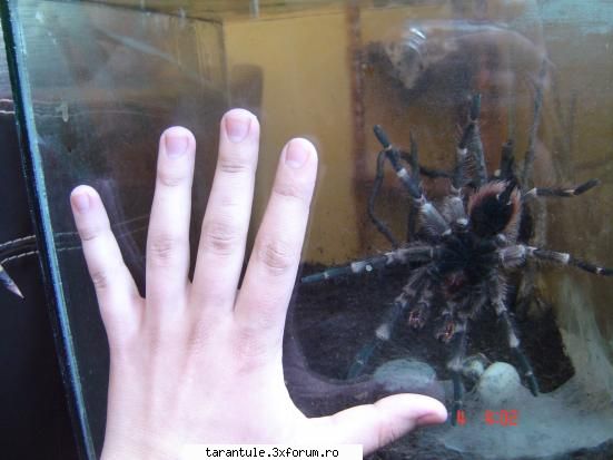 tarantulele mele - eSSe - TARANTULE - DISCUTII GENERALE