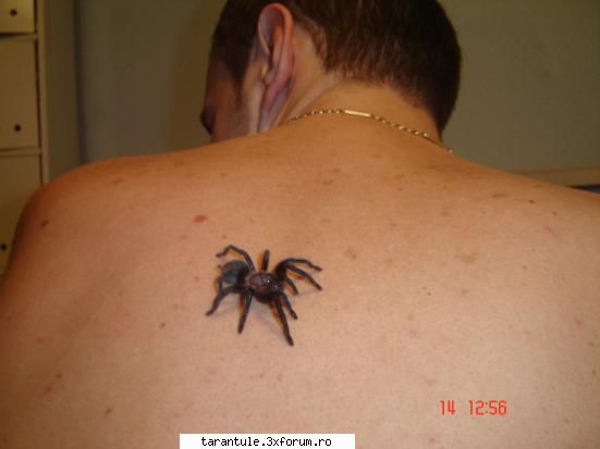 tarantulele mele - aici e verdesi-ul ( sa nu zic palidum sa il supar - TARANTULE - DISCUTII GENERALE