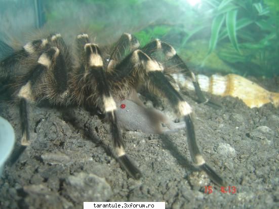 tarantulele mele - aici e geniculata unui prieten mancand un pui de - TARANTULE - DISCUTII GENERALE